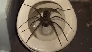 10 Biggest Spiders Ever Encountered [upl. by Allemac]