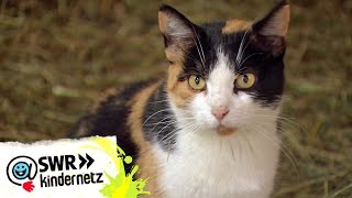 Die faszinierenden Sinne der Katzen  OLIs Wilde Welt  SWR Kindernetz [upl. by Eessac]