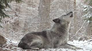 Wolfs Sweet Voice Inspires 50 Wolves to Howl [upl. by Lilias]