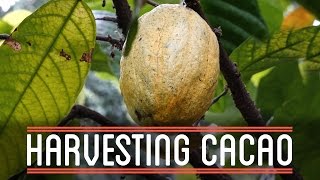 Harvesting Cacao  How to Make Everything Chocolate Bar [upl. by Ailgna584]