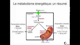 Métabolisme énergétique [upl. by Ahsiekam]