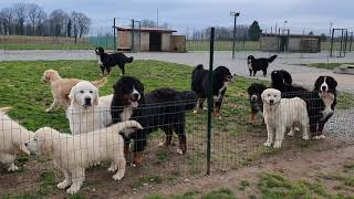 bouvier bernois et golden retriever [upl. by Kifar939]