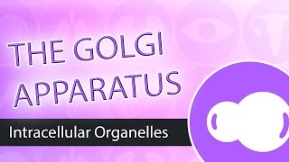 Intracellular Organelles The Golgi Apparatus [upl. by Neslund]