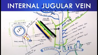 Internal Jugular Vein  Anatomy Tutorial [upl. by Otrebide]