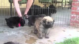 Cute Bouvier des Flandres puppies 4 12 weeks old experience grass for the first time [upl. by Lund89]