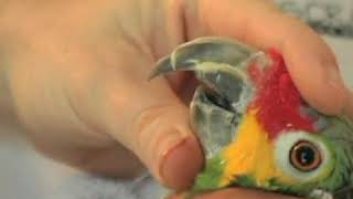 How to Trim Parrots Beak [upl. by Shandee]