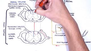 Sensory Tracts  Dorsal Column Medial lemniscus Pathway [upl. by Daryn]