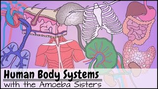 Human Body Systems Functions Overview The 11 Champions Older Video 2016 [upl. by Ecinna]