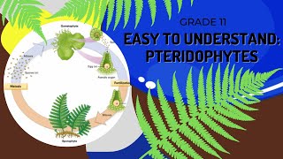 Pteridophytes [upl. by Akiemat]