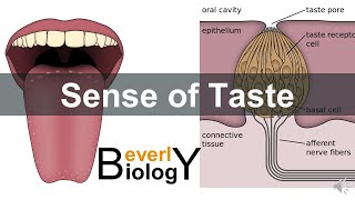 Sense of taste [upl. by Noryahs]