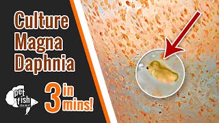 How to culture DAPHNIA MAGNA  The easy way [upl. by Poler]