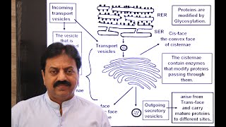 Golgi Apparatus Definition Structure origin In Sindhi  XI Biology Chapter 4 The Cell [upl. by Hedberg]