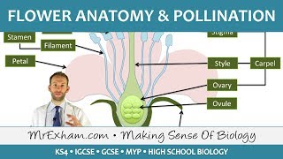 Plant reproduction  Flower anatomy and pollination  GCSE Biology 91 [upl. by Nisior]