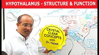 Hypothalamus  Structure and Function  Neuroanatomy [upl. by Atil]