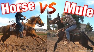 Horse vs Mule Who is Faster 100 Yard Race [upl. by Aicenaj]