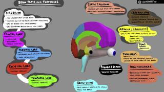 Brain Structure and Function  3D Animation [upl. by Lucina143]