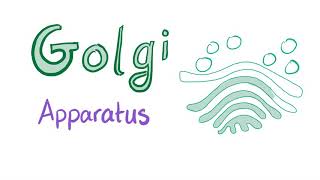 The Golgi Apparatus “the sorter”  Cell Biology and Histology [upl. by Triplett228]