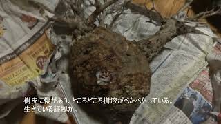 パキプスの発根管理（Operculicarya pachypus）その6 [upl. by Salena520]