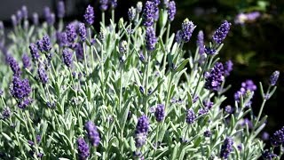 Best Perennials  Lavandula Aromatico Blue Lavender [upl. by Arlin]