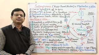 Diabetes Mellitus Part10 Mechanism of Action of Sulfonylurease  Antidiabetic Drugs  Diabetes [upl. by Oicinoid47]