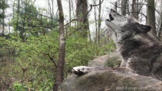 Black Wolf Howling [upl. by Begga]