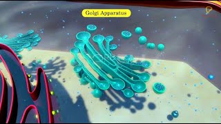 Practicallys Concepts  Golgi Apparatus  LearnPractically [upl. by Natika]