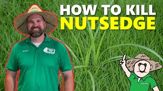 How to Get Rid of Nutsedge [upl. by Bank388]