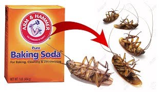 DIY Natural Cockroach Killer using Baking Soda [upl. by Douglass]