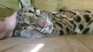 Lura clouded leopard purring or snoring [upl. by Lin]