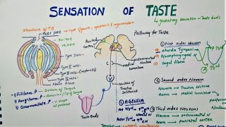 Phospholipase C  IP3 DAG Pathway  Gq protein pathway [upl. by Saltzman]