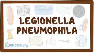 Legionella pneumophila  an Osmosis Preview [upl. by Phelia218]