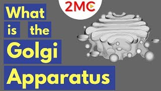 The Golgi Apparatus Structure and Function  The Endomembrane System [upl. by Rhona54]