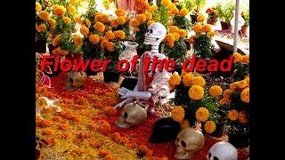 Grow from seed African or Mexican marigold  Flower of the dead [upl. by Forland919]