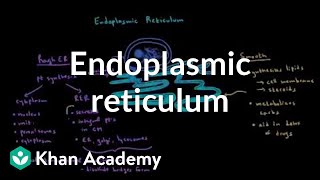 Endoplasmic reticulum and golgi apparatus  Cells  MCAT  Khan Academy [upl. by Palua]