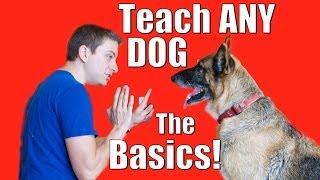 Dog Training 101 How to Train ANY DOG the Basics [upl. by Ynamreg]