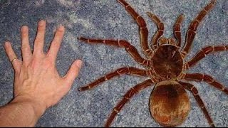 Top 10 BIGGEST Spiders in the World [upl. by Nerot]