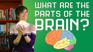 What are the Parts of the Brain [upl. by Belcher]