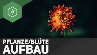 Pflanze und Blüte Aufbau  einfach erklärt [upl. by Spring674]