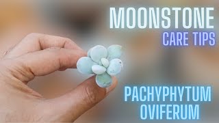 MOONSTONE CARE TIPS  PACHYPHYTUM OVIFERUM [upl. by Heyer]