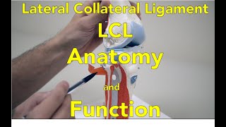 Lateral Collateral Ligament LCL Anatomy and Function [upl. by Kristi]