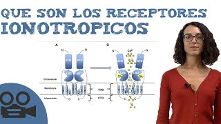 Que son los receptores ionotropicos [upl. by Mahtal]