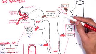 Physiology of Micturition [upl. by Elleon979]