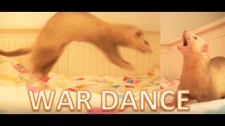 Ferret War Dance Compilation 1 [upl. by Newton]