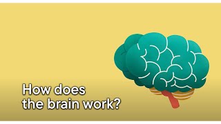 How does the brain work [upl. by Caro]