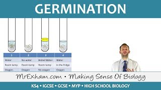 Plant reproduction  Germination  GCSE Biology 91 [upl. by Enihpad]