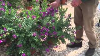 Sweet Pea Bush – For Long Lasting Brightness And Color [upl. by Evelyn]