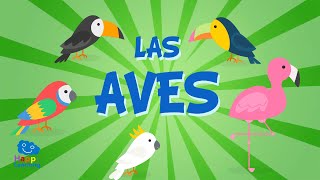 LAS AVES  Vídeos Educativos para Niños [upl. by Jewelle]