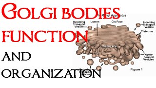 Golgi bodies function and organization [upl. by Melvyn490]