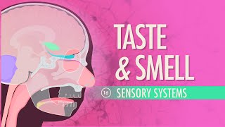 Taste amp Smell Crash Course Anatomy amp Physiology 16 [upl. by Ileana668]