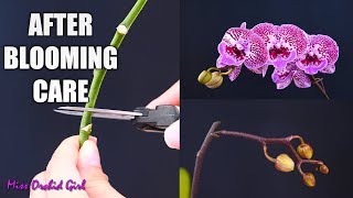 Orchid Care for Beginners  What to do after Phalaenopsis blooms fall Cutting spike amp aftercare [upl. by Gery]